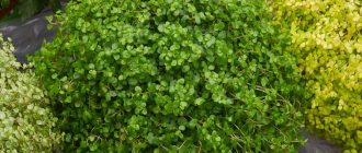 Снимка на Солейролия