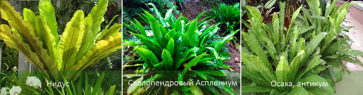 Основни видове асплениум Видове асплениум