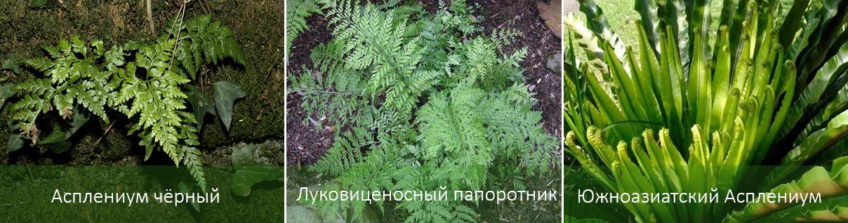 Основни видове асплениум Видове асплениум