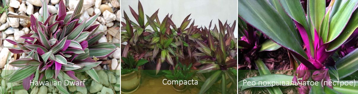 Често срещани видове Видове рео