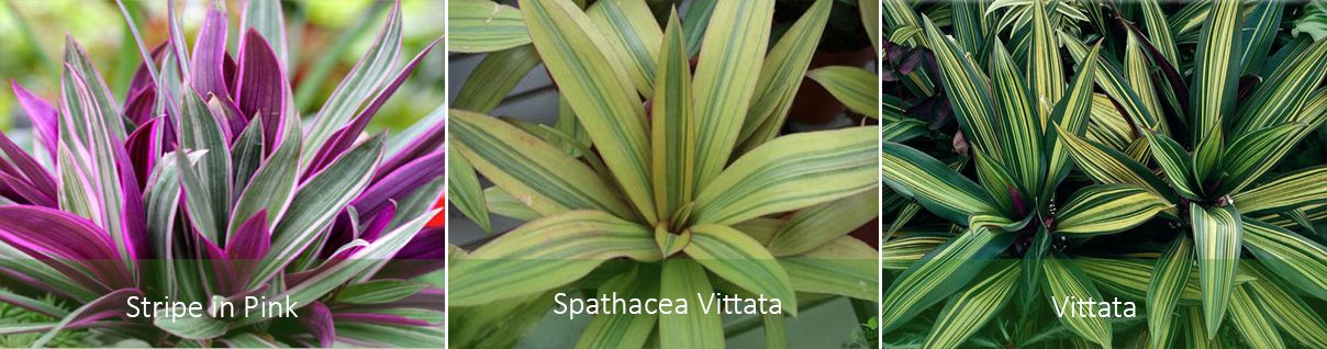 Често срещани видове Видове рео