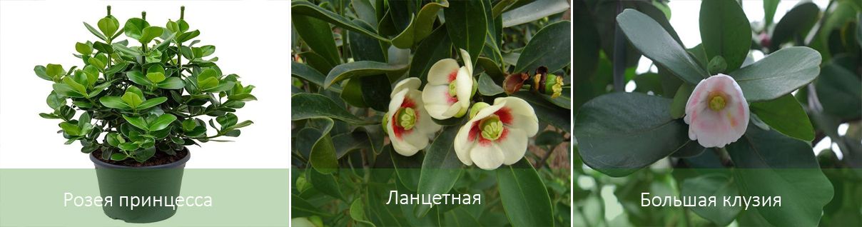 Основни видове Клузия Видове Клузия