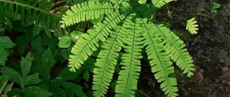 Снимка на Адиантум