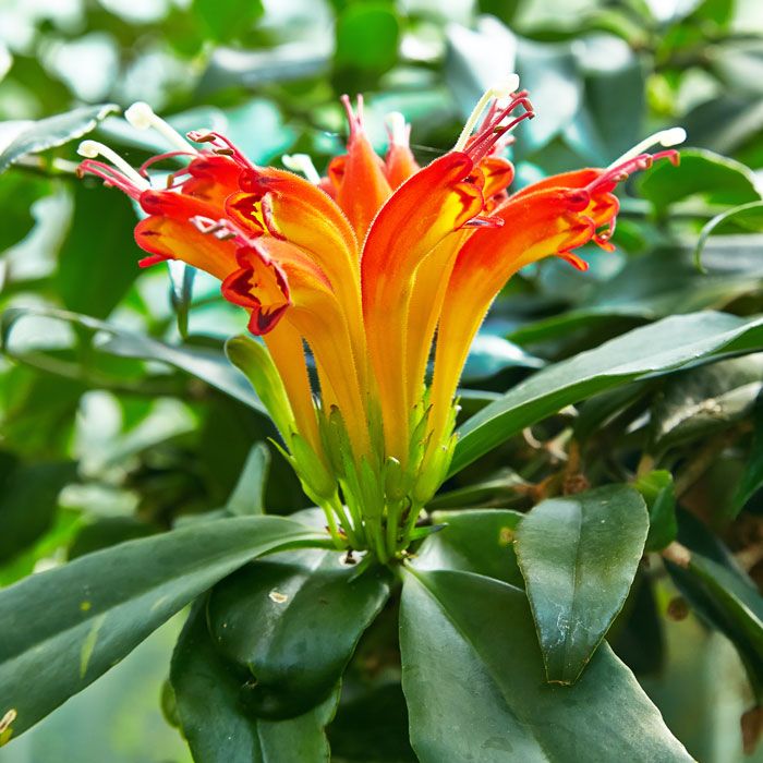 Снимка на есхинантус Есхинантус