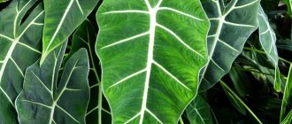 Алоказия поли
