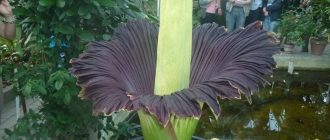 Снимка на аморфофалус