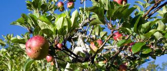 Присаждане на ябълково дърво