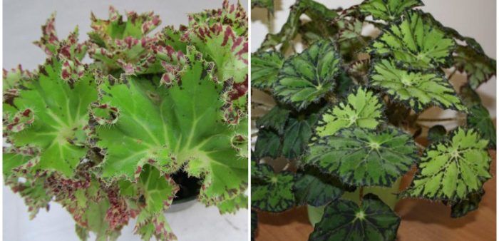 Бегония Бауер