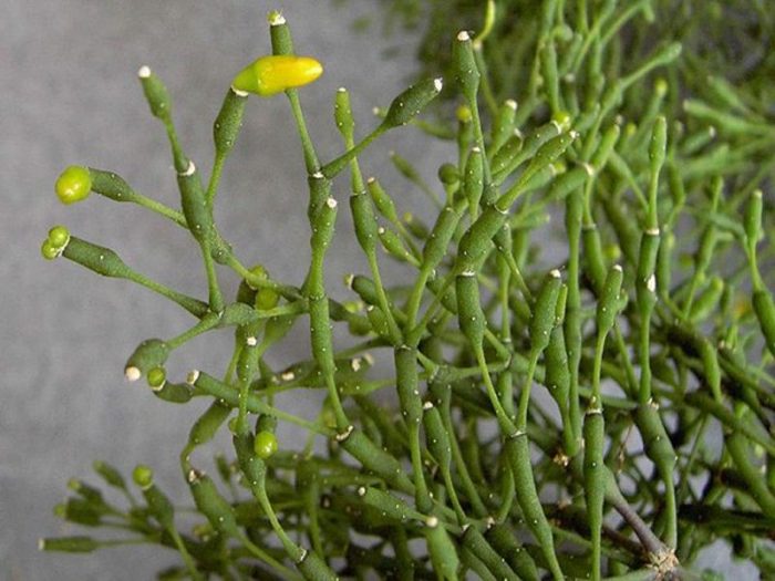 Цъфтящ рипсалис Рипсалис