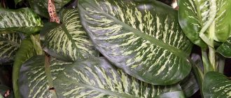 Дифенбахия