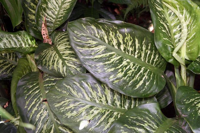 Листа от дифенбахия Дифенбахия