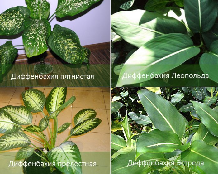 Сортове Дифенбахия Сортове дифенбахия