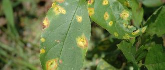 Снимка на болест по ябълковото дърво