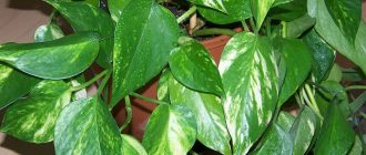 Епипремнум