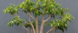 Фикус Бенджамин