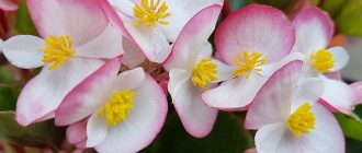 Цъфтяща бегония