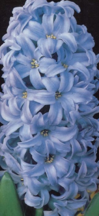 Зюмбюл Син Гигант