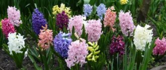 Разнообразие от зюмбюли