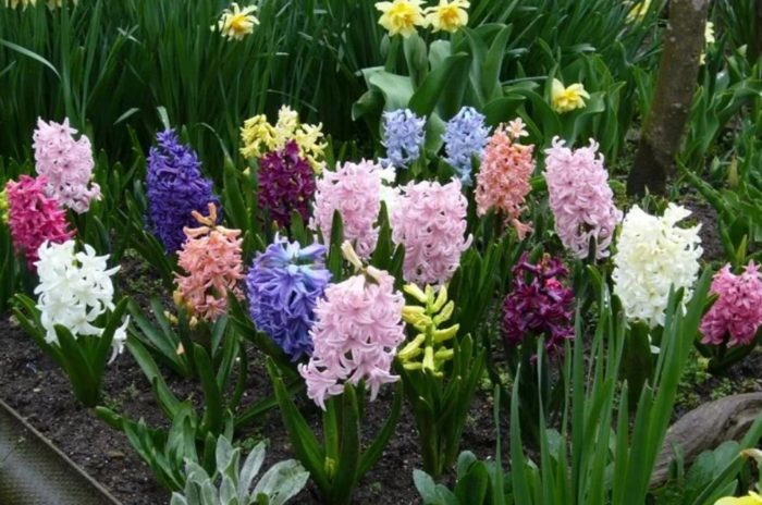 Разнообразие от зюмбюли