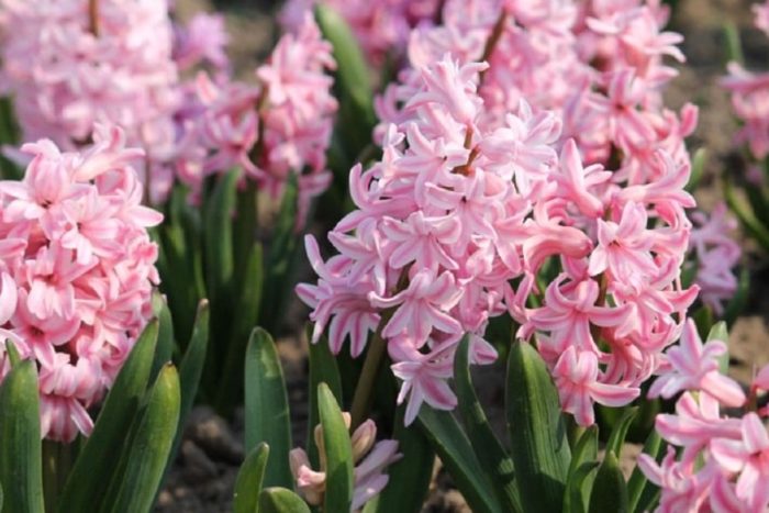 Сорт Ана Мария