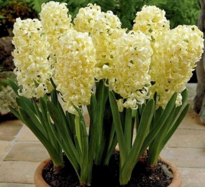 Жълти цветове от сорта „Сити оф Харлем“