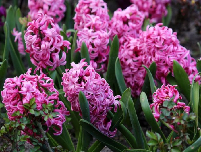 Хиацинт Ла Виктоар