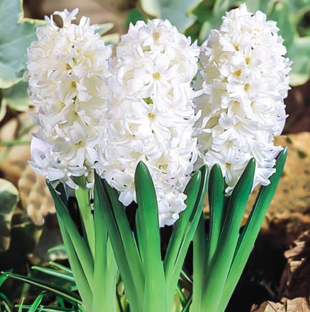 Разнообразие от Мадам Софи