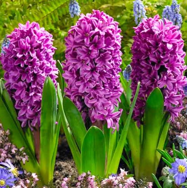 Сорт Мис Сайгон