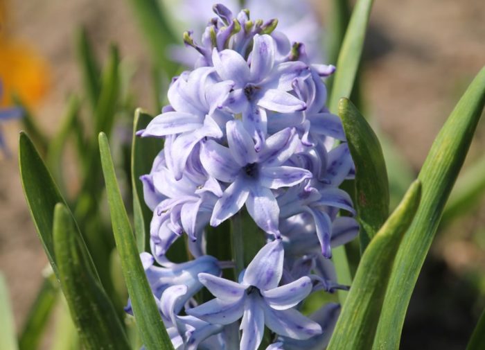 Разнообразие Миозотис