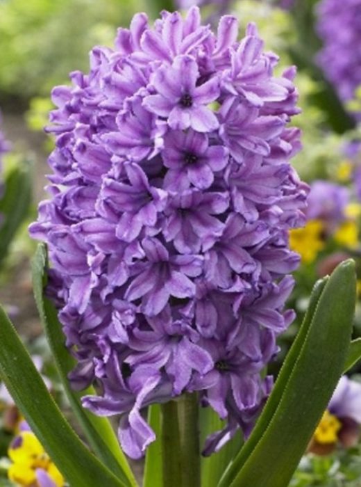 Зюмбюл Лилава звезда