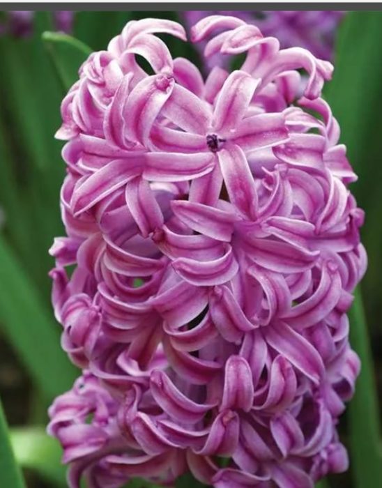 Разновидност на аметиста