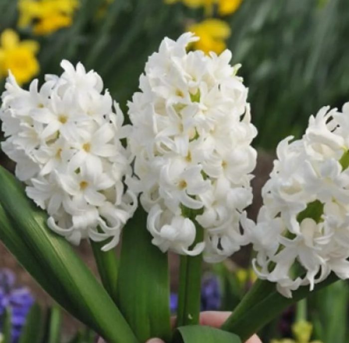 Антарктида