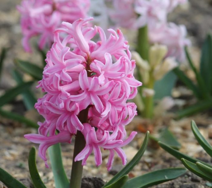 Зюмбюл Гертруд