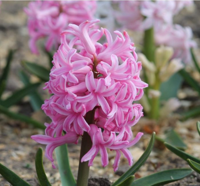 Сорт Гертруд