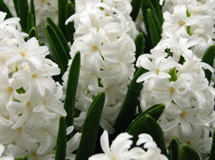 Хиацинт Карнеги