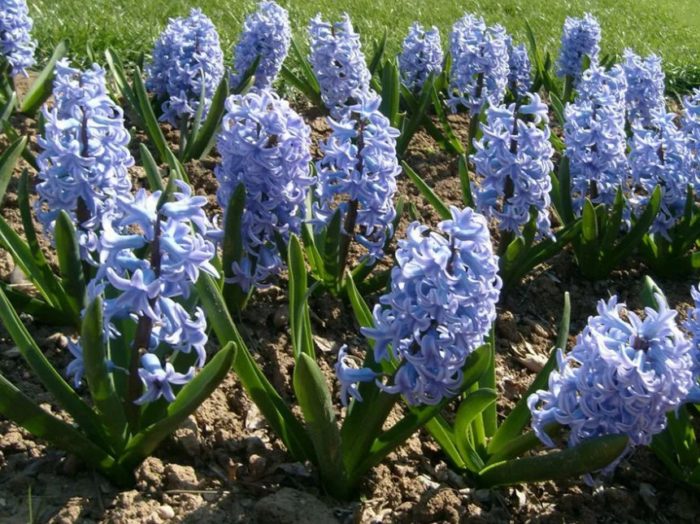 Хиацинт Литвинова