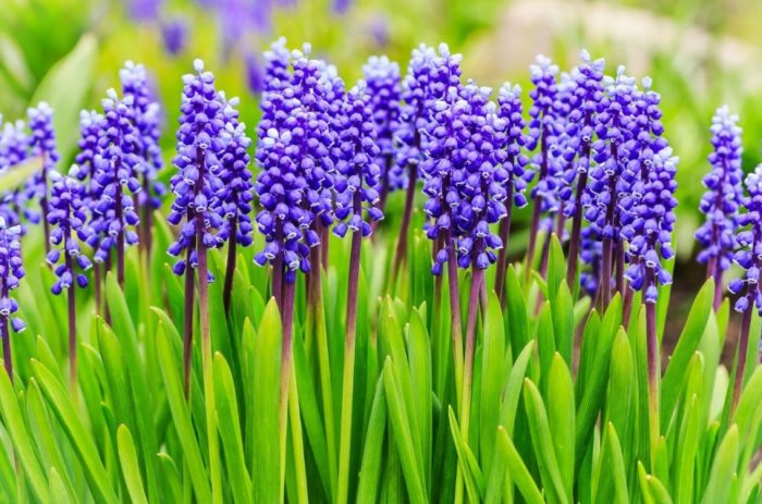 Миши зюмбюл