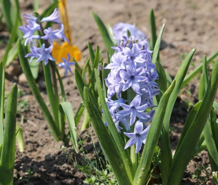 Хиацинт Миозотис