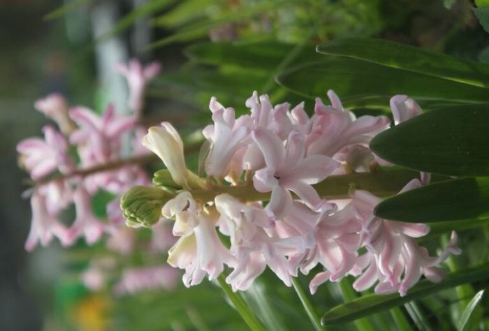 Розов хиацит