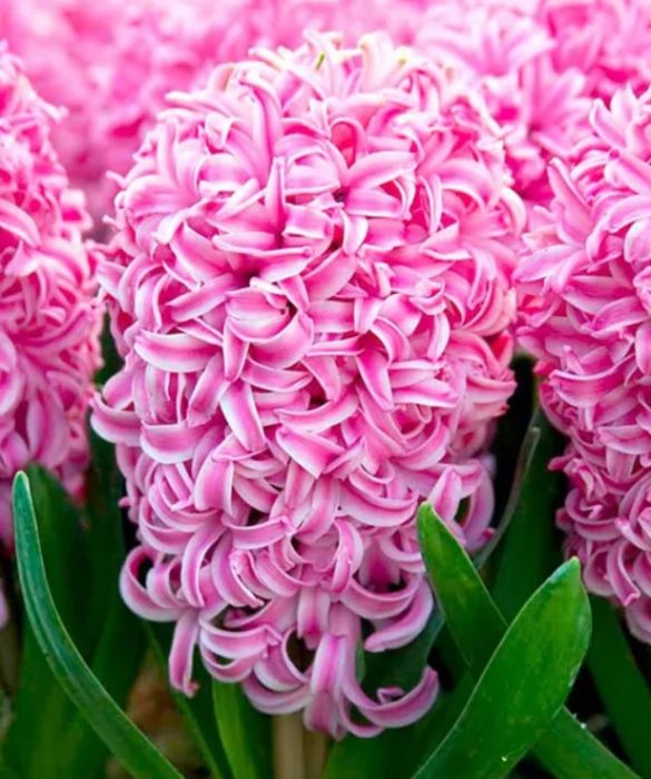 Розов сорт Розова перла