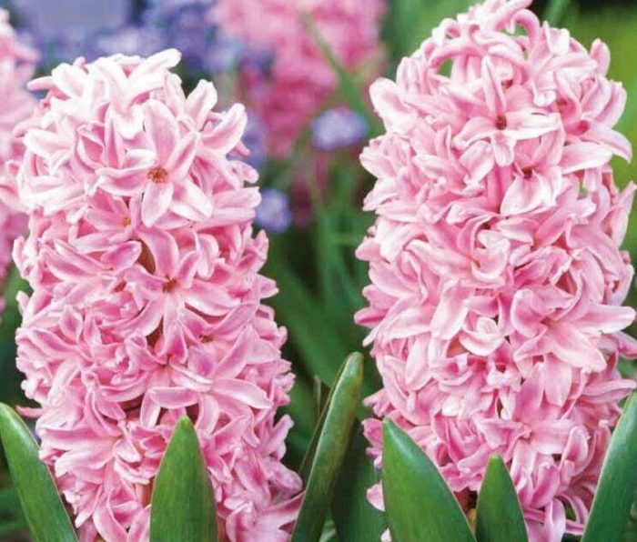 Сорт Розета