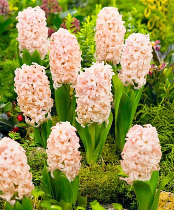 Разнообразие от розов слон