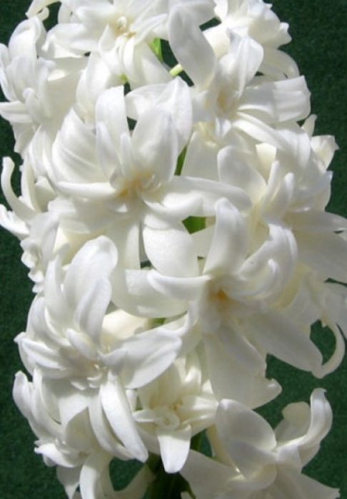 Снежнобял зюмбюл