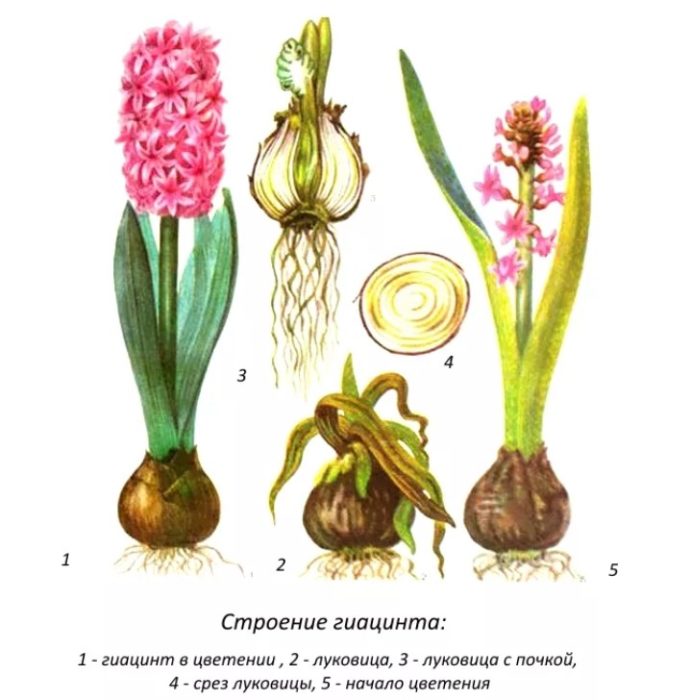 Структурата на зюмбюла