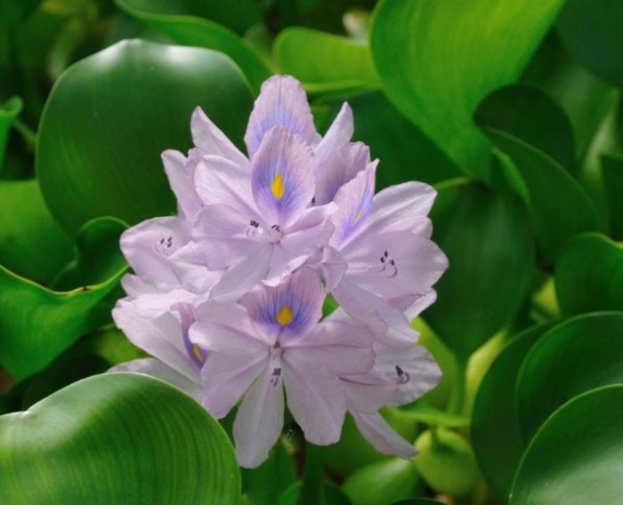 Воден зюмбюл