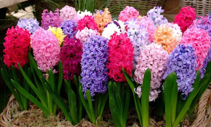 Видове ориенталски зюмбюли