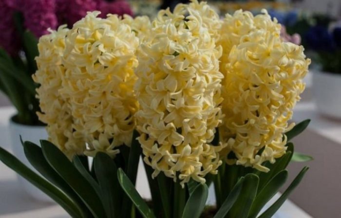 Жълт чук от зюмбюл