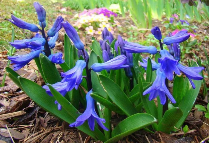 Транскаспийски зюмбюл