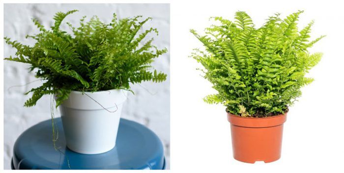 Зелена дама папрат