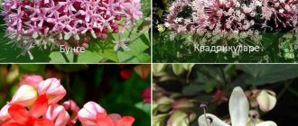 Видове колендрум